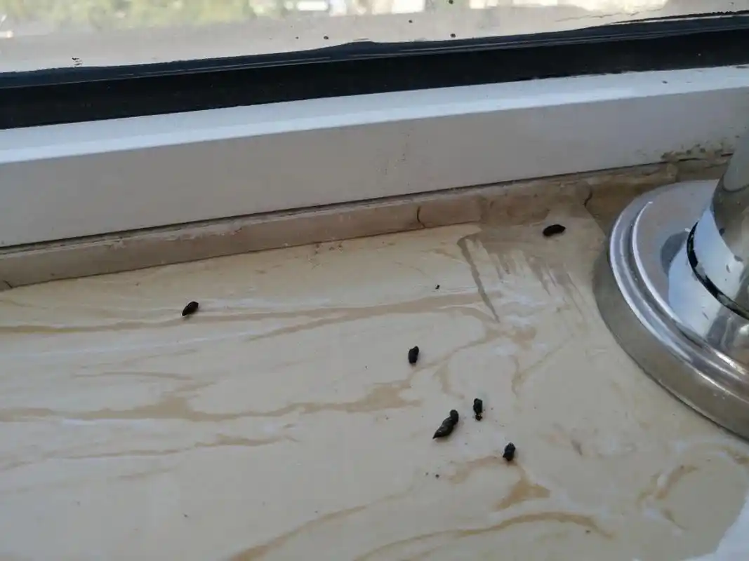 鉴别一下 阳台发现的,不知道是什么,窗户都关着呢,窗外也有一点,但家