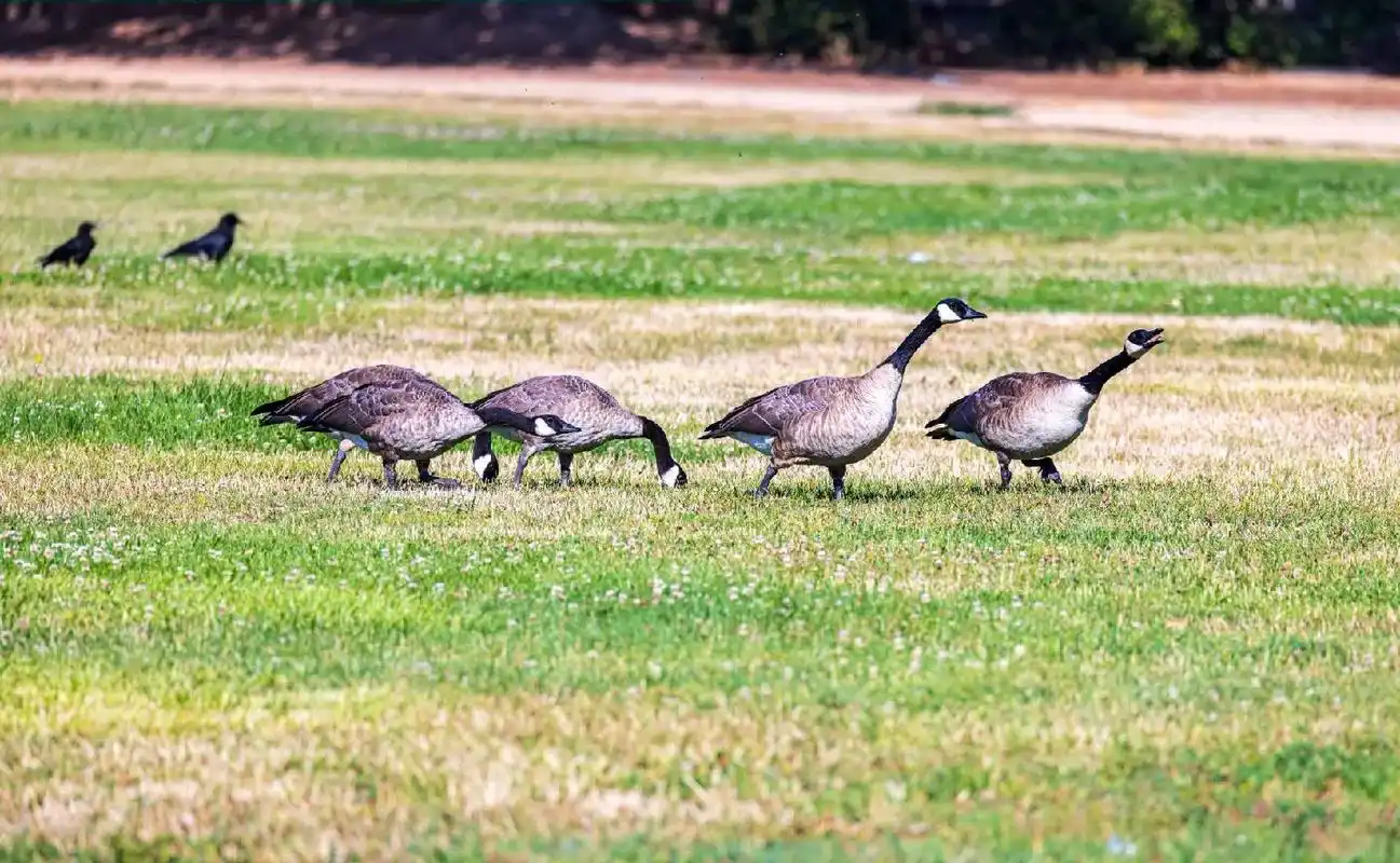 也称加拿大鹅,含有 "来自加拿大"之意.体形巨大, - 抖音