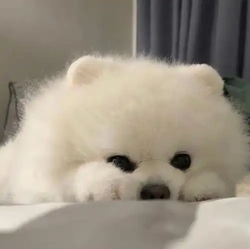 可以把手机里最可爱的狗狗头像砸给我吗