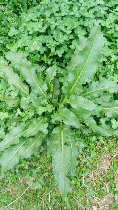 旁边有几株三叶草.经请教学名为牛黄草.