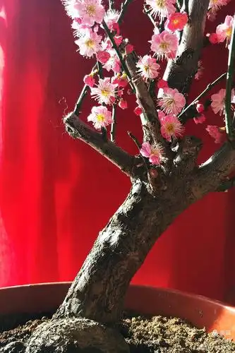 幽幽梅香骨里红