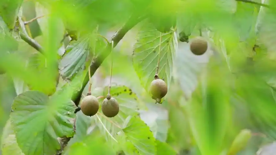 科普云南乌蒙觅珍74珙桐形如白鸽翻飞我号称植物界的活化石