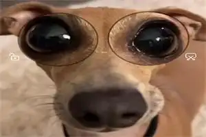 抖音搞笑眼睛瞪得像铜铃表情包