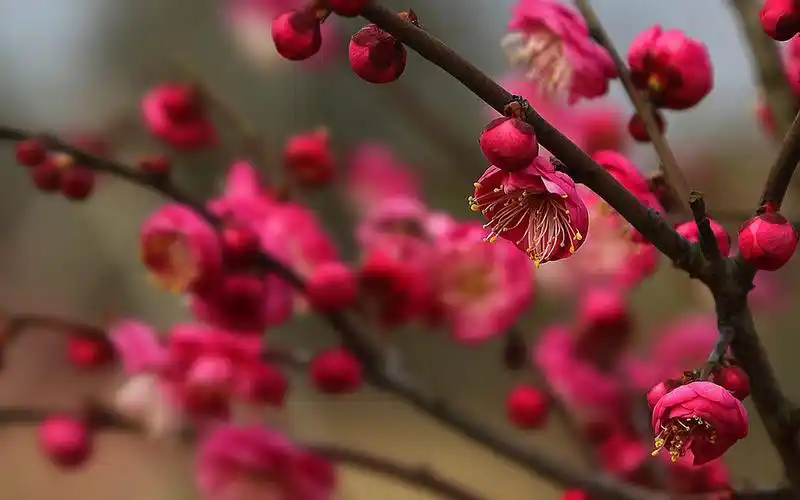 一枝梅花独开图片一枝梅花独开图片大全