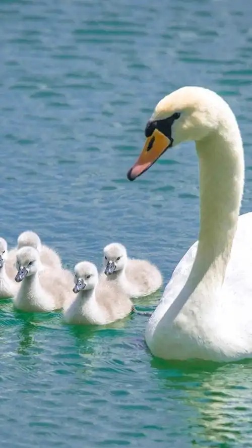 iphone 壁纸 白天鹅,家庭,湖