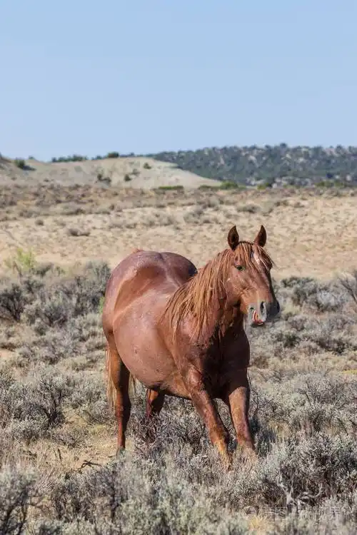 一匹野生马在科罗拉多州的高沙漠夏季