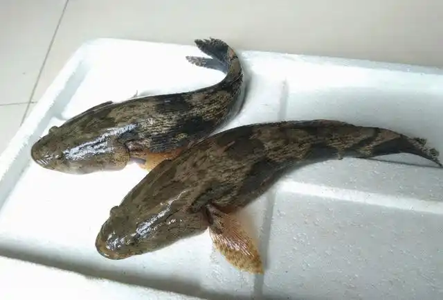 【笋壳鱼是什么鱼】竹笋蛤:经常被误认为是原价土语,其实是"外来户"