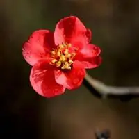 红梅花图片高清图片头像_微信头像图片大全