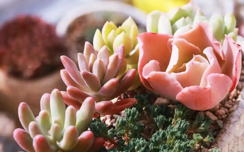 多肉小植物清新电脑桌面壁纸