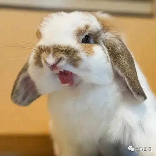 咆哮状的兔子们,这两对大兔牙可真带感!