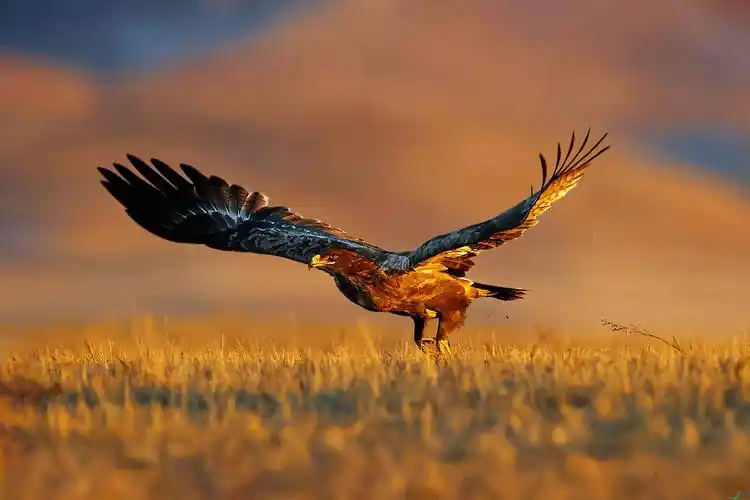 想拍到这样的光线下的鹰,我等了很久