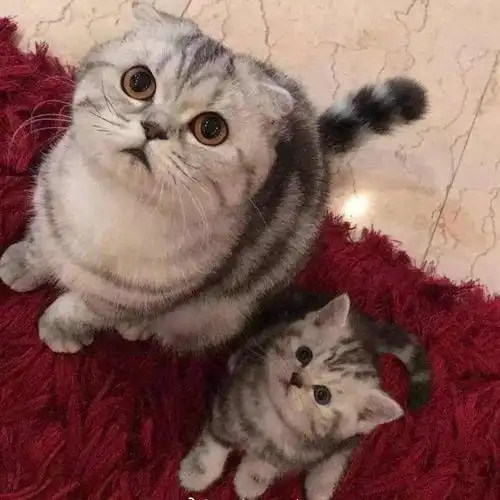 "美短猫"vs"英短猫",你会更喜欢哪种呢?