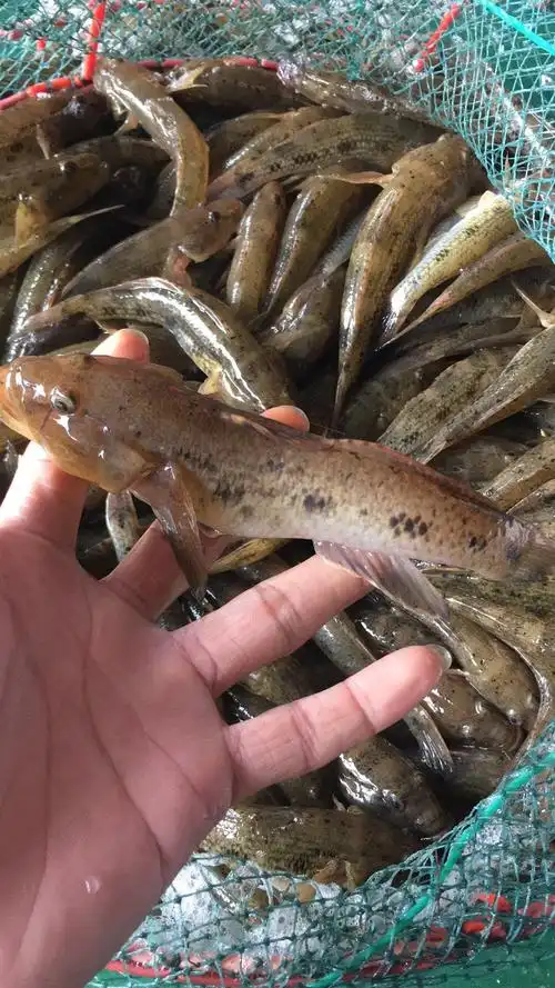 笋壳鱼今日价格_百科-雅蜜网