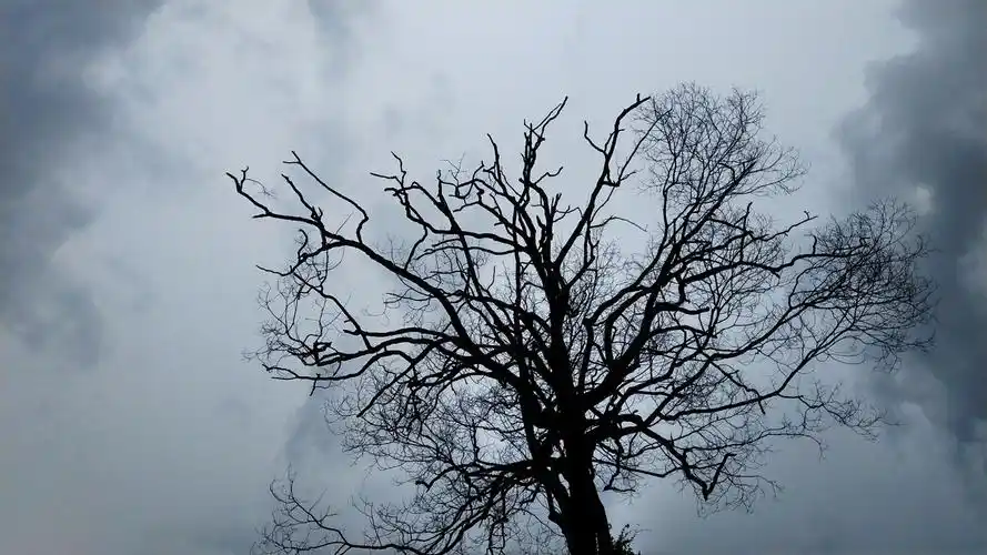 黑白背后的孤独