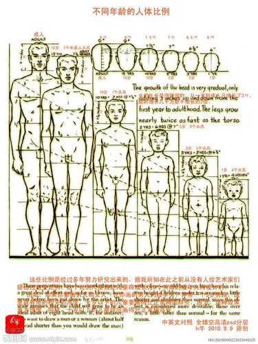 9.9 原创的精细全镂空不同年龄人体比例psd分层素材源文件.