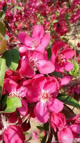 【石之若璞-花事-春日觅花影】美国海棠"绚丽"~拉丁学名:malus micro