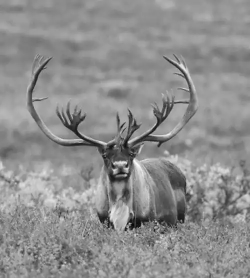 生活在大兴安岭的驯鹿
