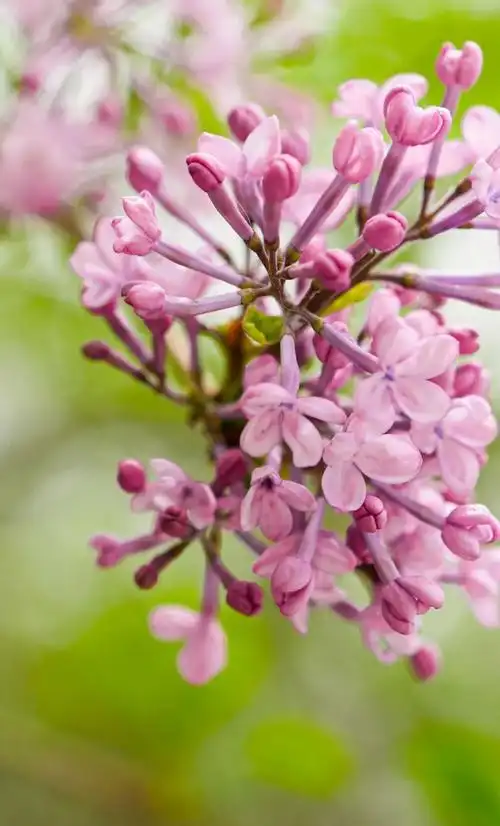 13瓣的丁香你见过吗?