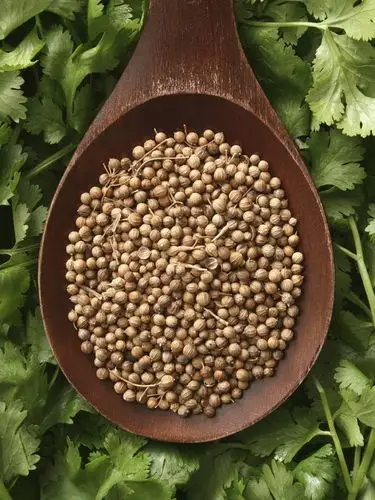 coriander is one of those rare spices that we