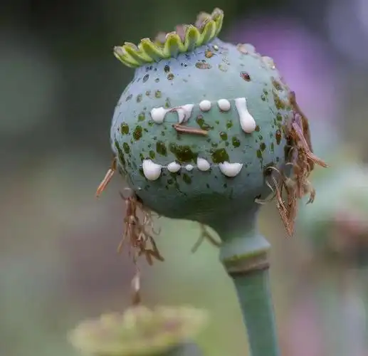 叶子|植物|蔬菜|虞美人|罂粟花_网易订阅