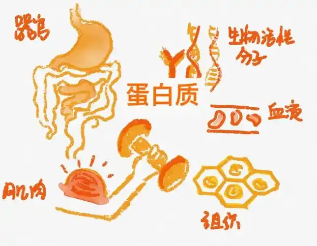 减重中怎么才能减少蛋白质流失?