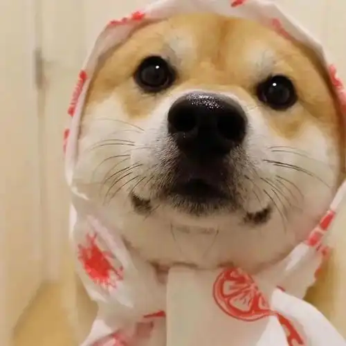 有木有憨憨头像快点更新吧? - 知乎