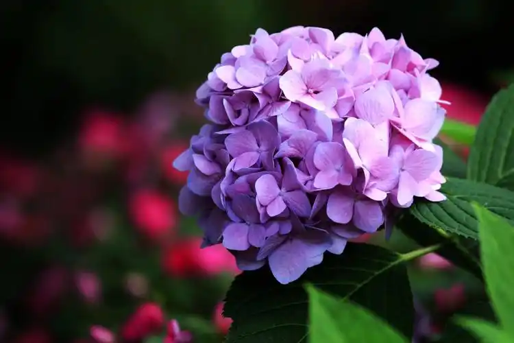 绣球花,给你一个五彩的夏梦