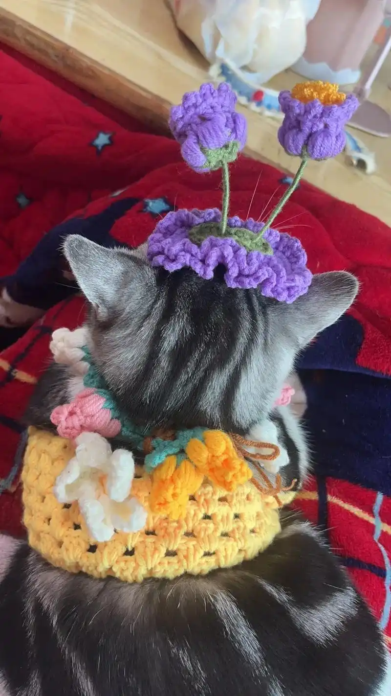 招财为心灵手巧的燕姐姐代言猫咪项圈手工编织