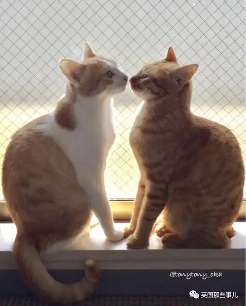 萌喵〗背影萌到吐血的橘猫小姐妹……长大后的画风,差的有点多啊喂!