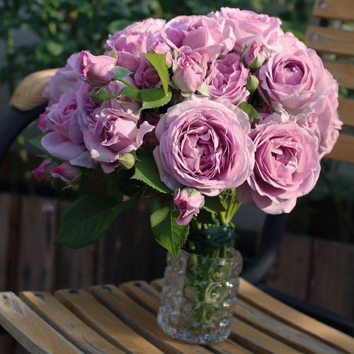 蓝色盆栽小苗大中小大中阳台花卉绿植玫瑰风暴时令草本花卉