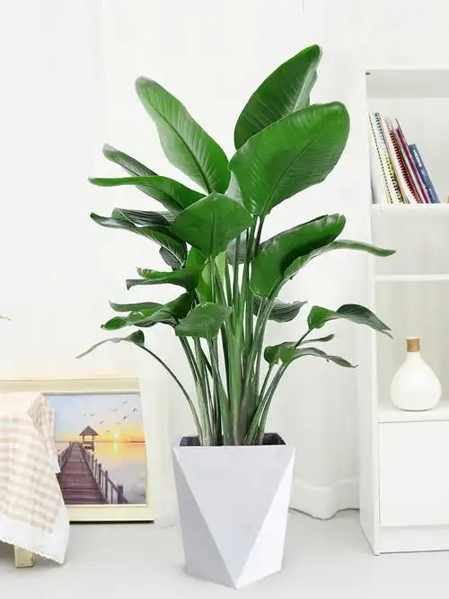 天堂鸟大型盆栽办公室内绿植客厅观叶鹤望兰网红植物天堂鸟