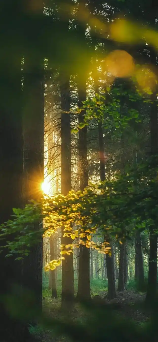 日出日落唯美自然风景高清手机壁纸