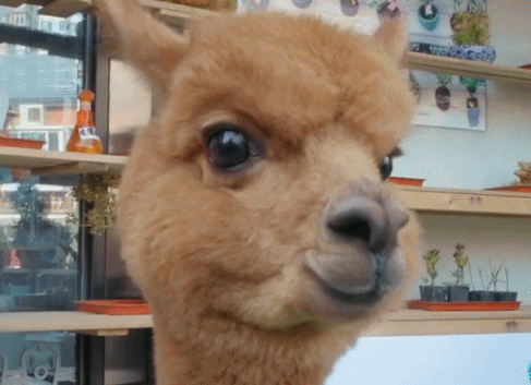 草泥马生病被狗骑我可真是草泥马了