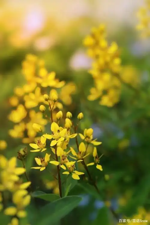 风光摄影:黄色花朵金英