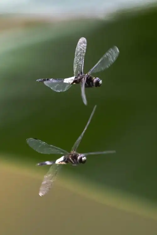 蜻蜓飞舞——摄于2020.06.26