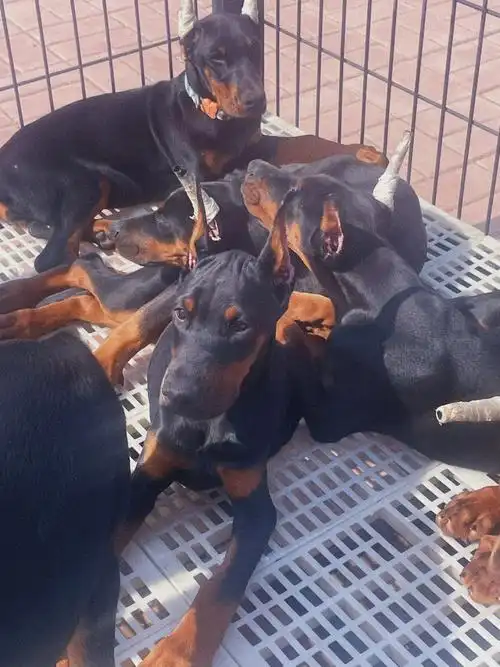 三个月耳朵支棱的挺漂亮