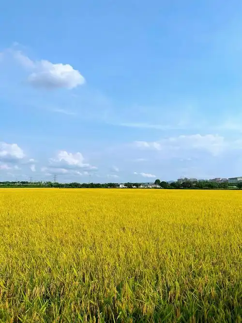 周屋稻田又是丰收时