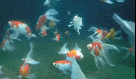 家里养鱼注意啦不同颜色的锦鲤代表不同寓意