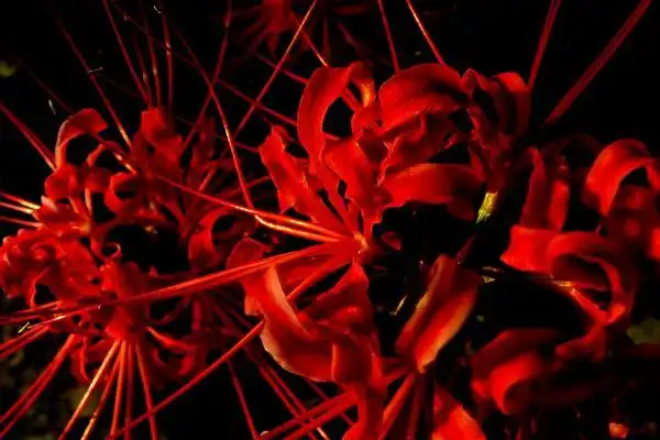 彼岸花是一种并不怎么吉利的花朵,据说它生活在冥界,当然这是神话传说