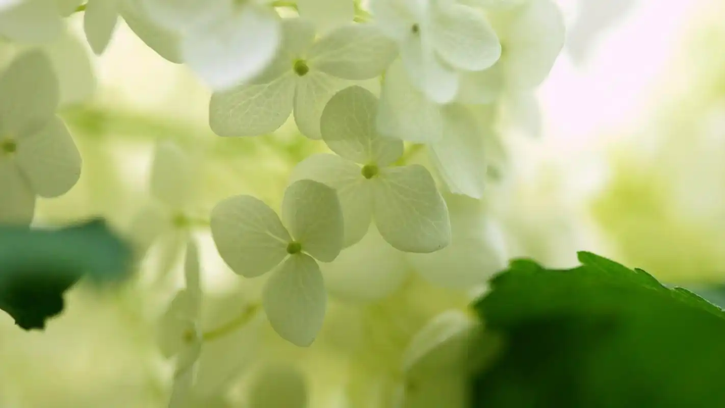 绿色护眼清新简约花卉桌面壁纸下载