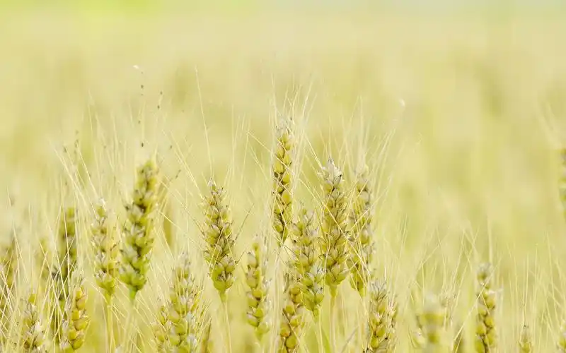 金灿灿的麦穗唯美高清桌面壁纸
