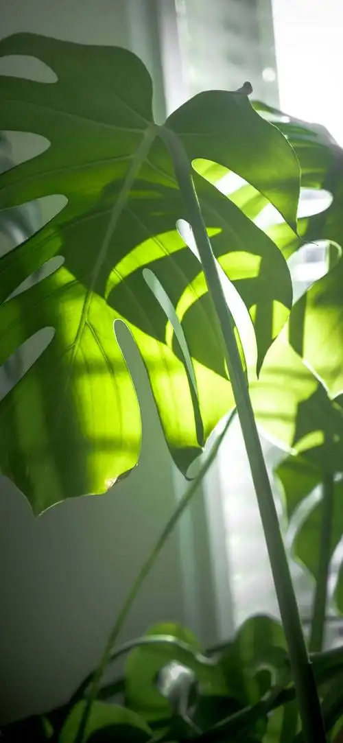 绿色护眼大自然风景图片壁纸 - 知乎