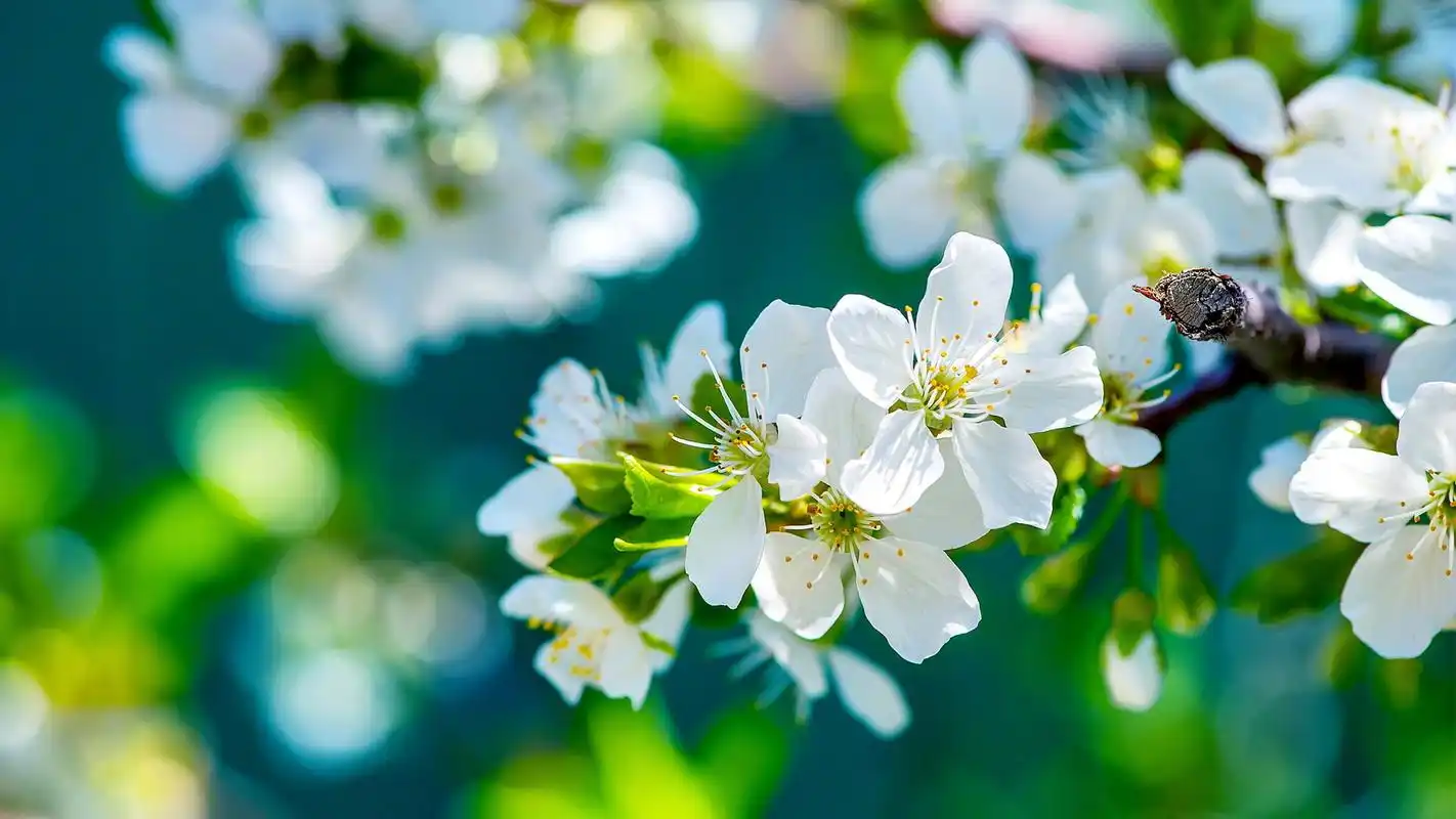 清新养眼花卉高清桌面壁纸高清大图预览1920x1080_植物壁纸下载_美桌