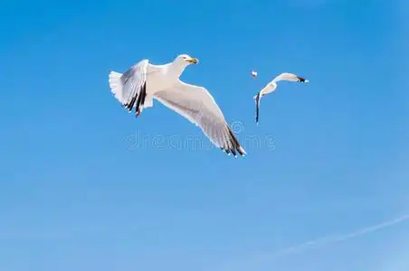 海面包屑蓝天上两只飞翔的海鸥的特写照片