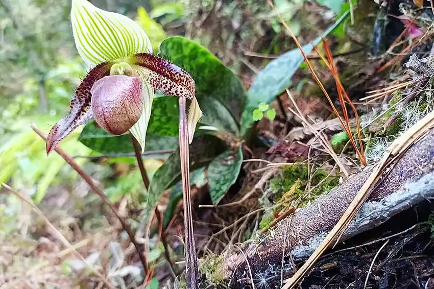 彩云兜兰野生居群.高黎贡山国家级自然保护区福贡管护分局供图