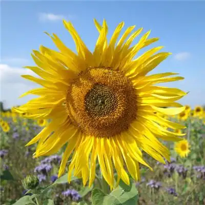 漂亮的向日葵微信头像图片,向日葵特写图片-个性头像