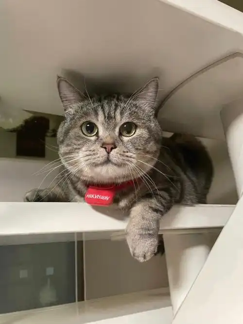 医生说咱是英短和美短的混血儿