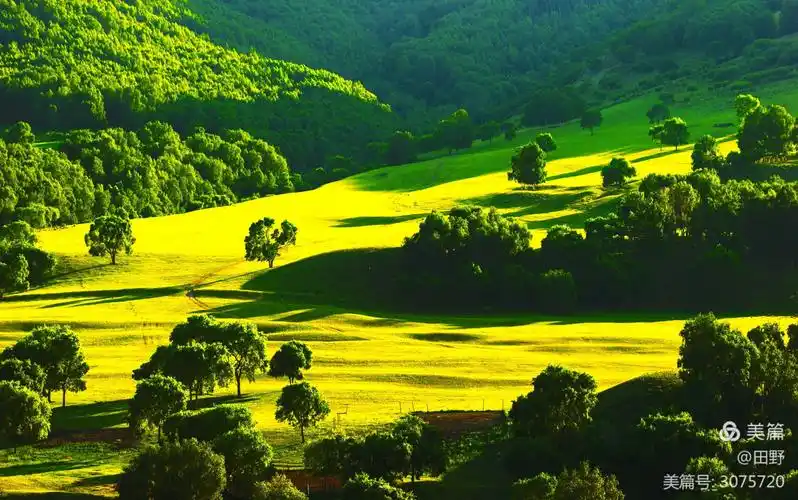 草原就是绿色的毯