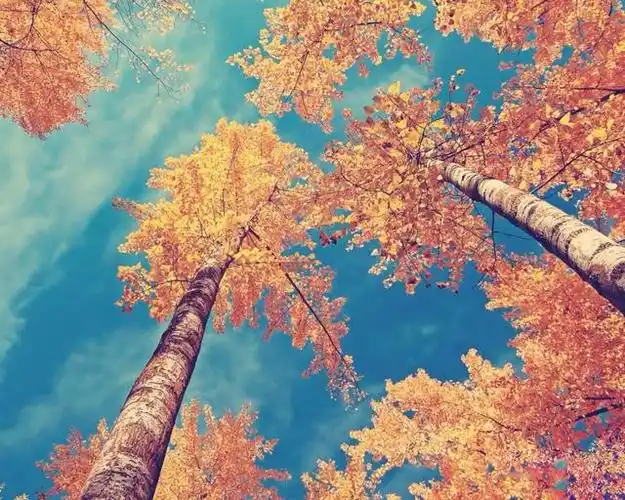 心理测试哪张图让你触动心弦测出你最近的运气是什么样的