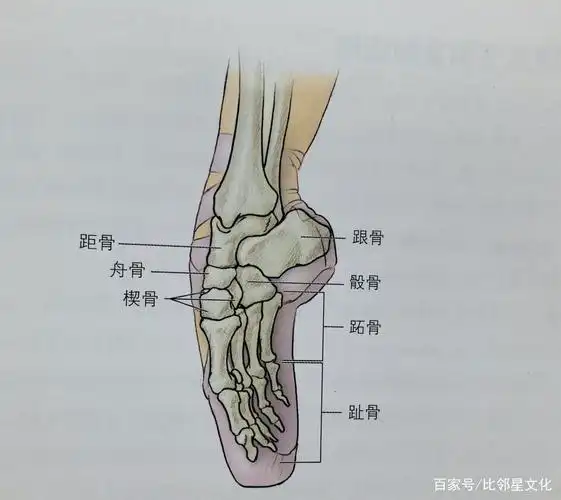 广州成人形体芭蕾学习方法丨比邻星芭蕾浅谈踝关节和脚_动作